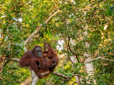 Sumatra Expedition